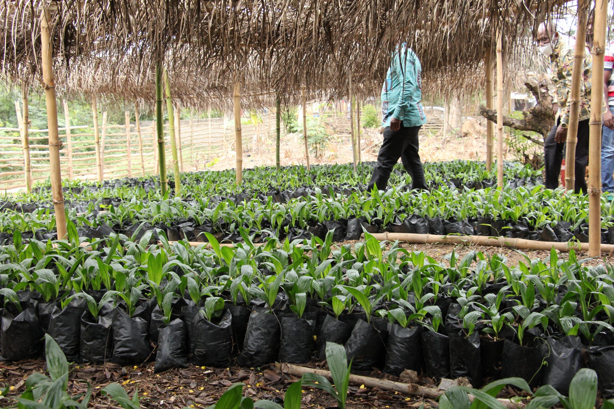 Planting for Export and Rural Development(PERD) 2020