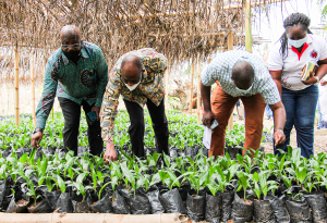 Read more about the article Planting for Export and Rural Development(PERD) 2020